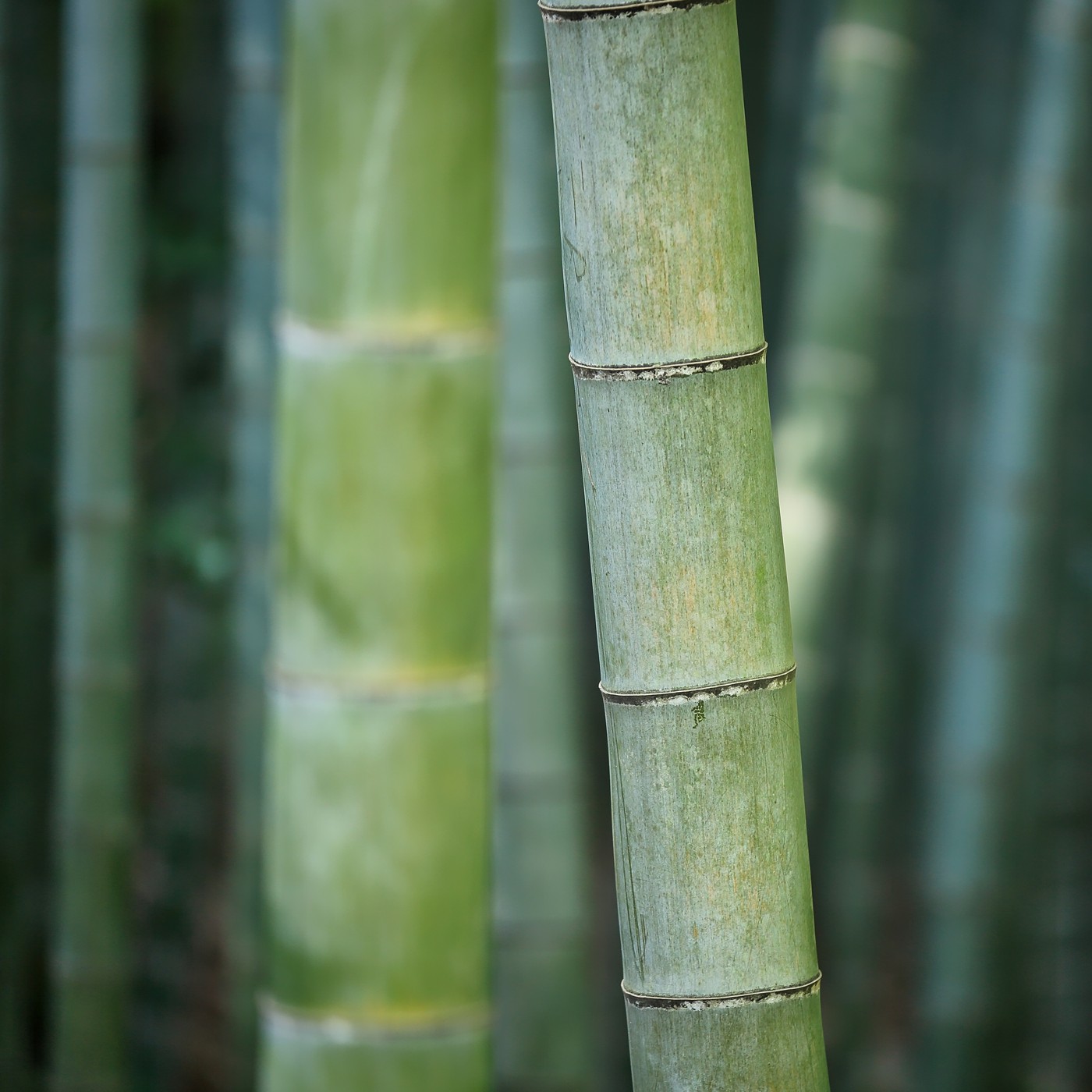 BAMBOO GARDEN • A Study Session Surrounded by Bamboo