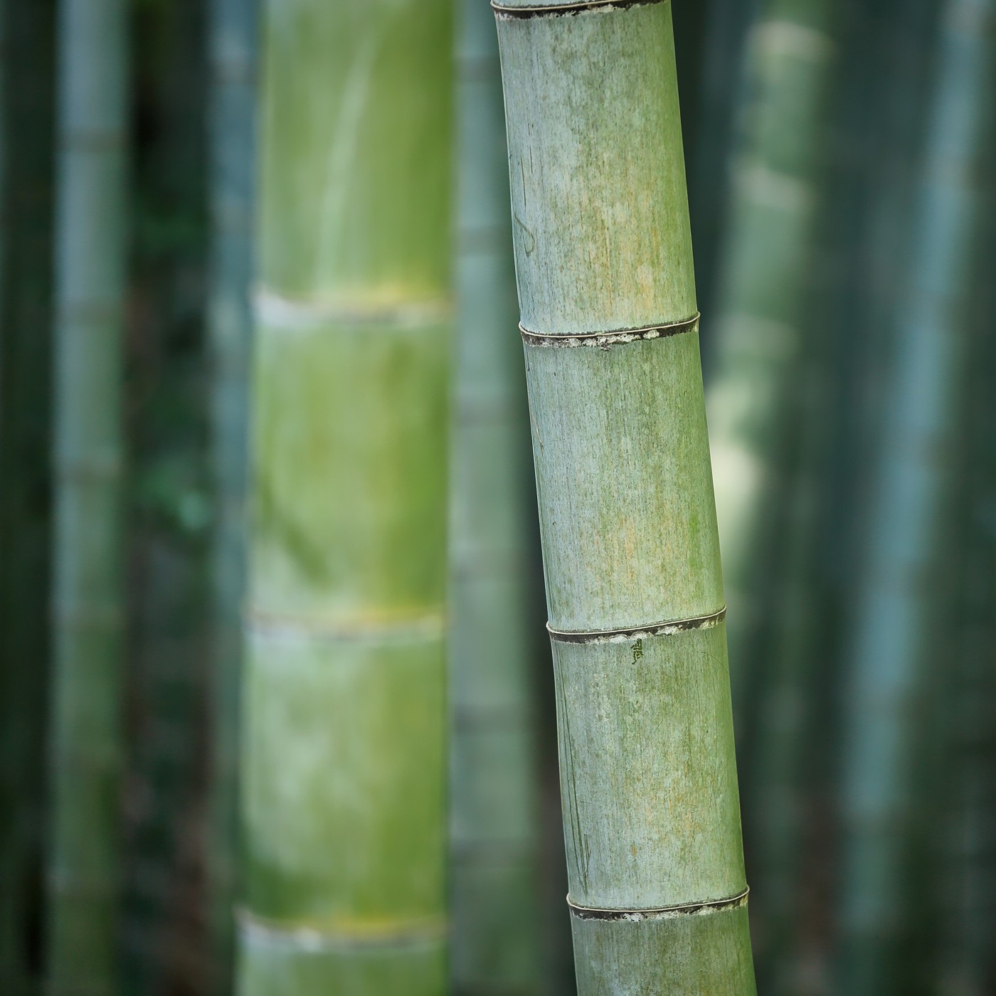 WINDY DAY • Stronger Winds in a Bamboo Forest