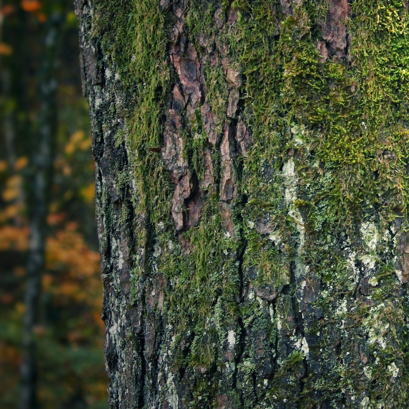 CREAKING TREE • Wind Blowing in a European Primeval Forest