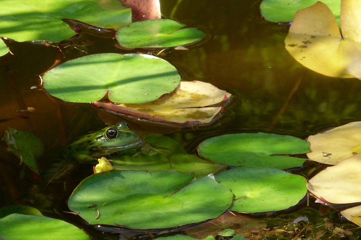 Frog Pond — Relaxing Nature Soundscape