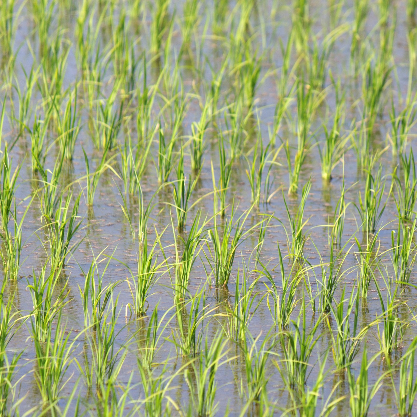 RICE FIELDS NIGHT • Water Noise, Frogs & Nocturnal Insects