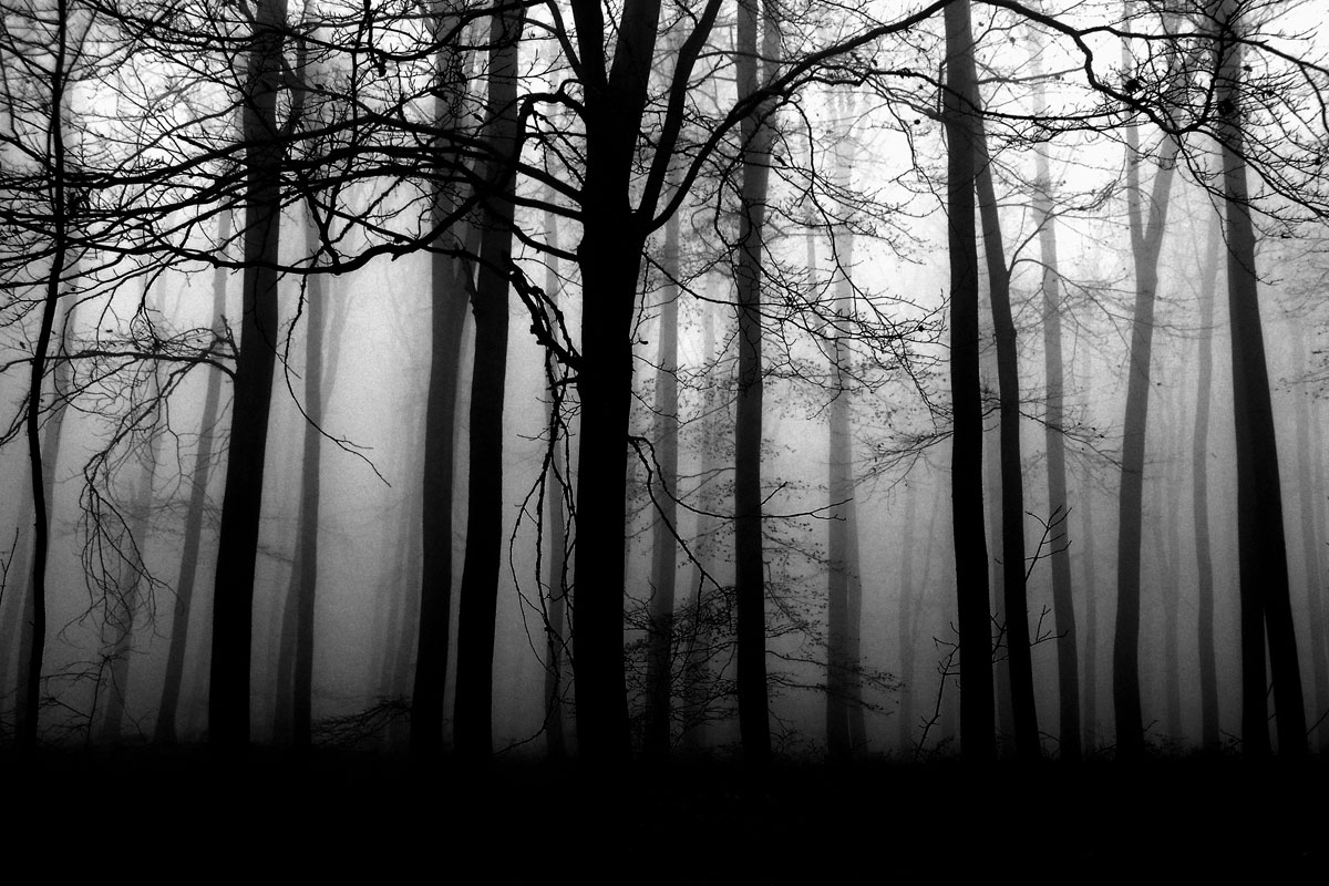 Halloween Scared Forest Backdrop Scary Night Dark Fog Forest Garden Backyard Woods Road Black Trees eek Scene Hallowmas Printed Fabric Photography Background G1182, 7 Wide by 5 Tall